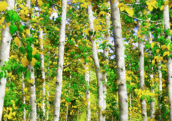 Birch is paint media emulation study.  The work is a non-photographic digital painting using a traditional media brush stroke emulation.  Suggested print on premium gloss paper (framed size 18x24 or 13x19 with double mat and Signature frame).