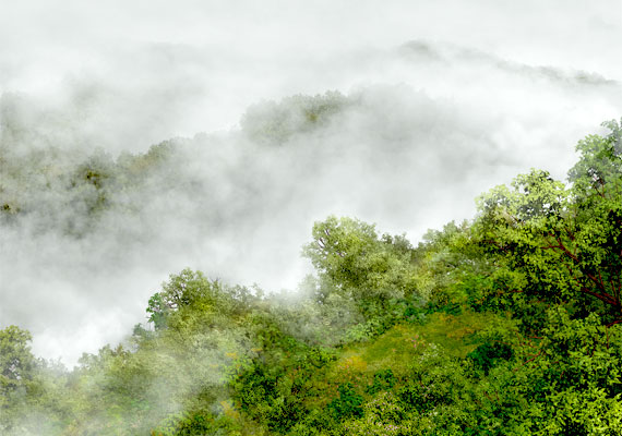 Costa Rica's Monte Verde cloud forest.  The work is a non-photographic digital painting.  Print: Pigment on premium gloss paper.  Framed size: 16x20 or 11x14 with double mat and Signature frame.