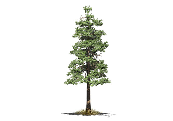 Study of a mature ponderosa pine.  The work is a non-photographic digital painting.  Print: Pigment on premium gloss paper.  Framed size: 16x20 or 12x18 with double mat and Signature frame.